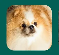 Petunia , a female Pomeranian for sale in Lyford, TX – 5 of 7