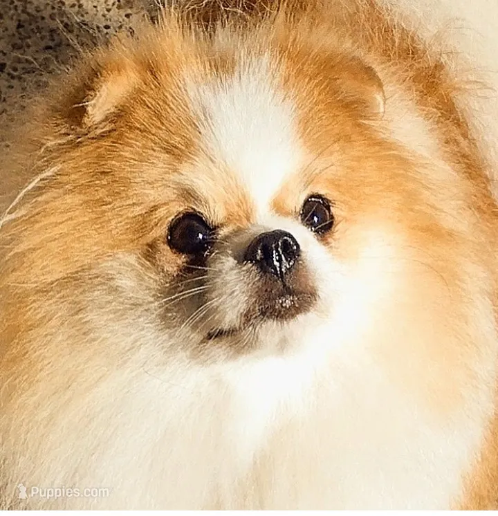 Petunia  – Pomeranian puppy for sale in Lyford, TX