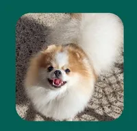 Petunia , a female Pomeranian for sale in Lyford, TX – 3 of 7
