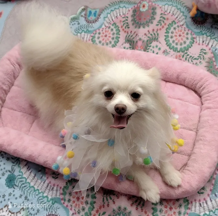  Joline -Videos – Pomeranian puppy for sale in Lyford, TX