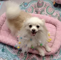  Joline -Videos, a female Pomeranian for sale in Lyford, TX – 2 of 9