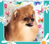Adele- Videos , a female Pomeranian for sale in Lyford, TX – 5 of 10