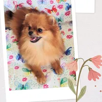 Adele- Videos , a female Pomeranian for sale in Lyford, TX – 2 of 10