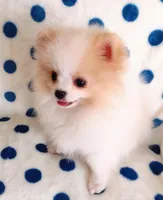 Tommy Tu-Tone , a male Pomeranian for sale in Lyford, TX – 6 of 10