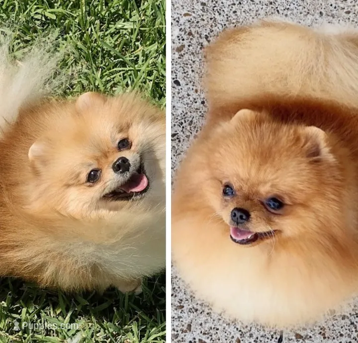Proud Parents , a female Pomeranian for sale in Lyford, TX – 1 of 8