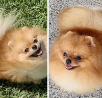 Proud Parents , a female Pomeranian for sale in Lyford, TX – 1 of 8
