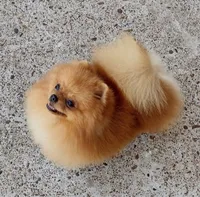 Adele- Videos , a female Pomeranian for sale in Lyford, TX – 7 of 10