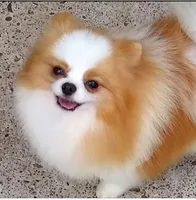 Tommy Tu-Tone , a male Pomeranian for sale in Lyford, TX – 10 of 10