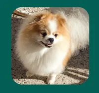 Petunia , a female Pomeranian for sale in Lyford, TX – 2 of 7