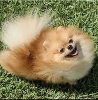 Proud Parents , a female Pomeranian for sale in Lyford, TX – 3 of 8