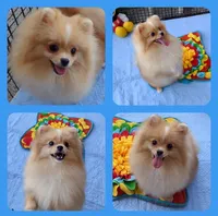 Stanley -Videos, a male Pomeranian for sale in Lyford, TX – 5 of 10