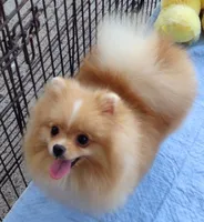 Stanley -Videos, a male Pomeranian for sale in Lyford, TX – 4 of 10