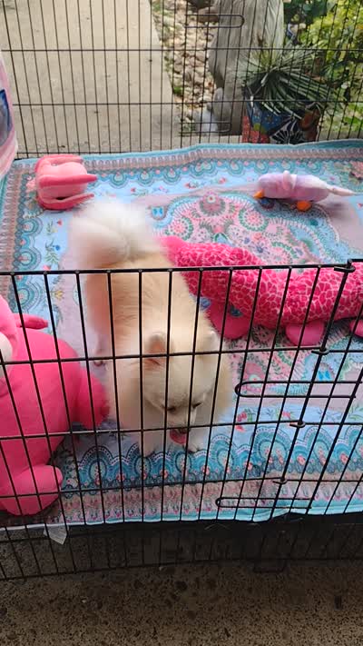  Joline -Videos, a female Pomeranian for sale in Lyford, TX – 9 of 9