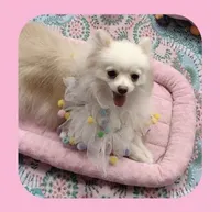  Joline -Videos, a female Pomeranian for sale in Lyford, TX – 7 of 9