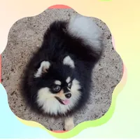 BETTIE , a female Pomeranian for sale in Lyford, TX – 3 of 10