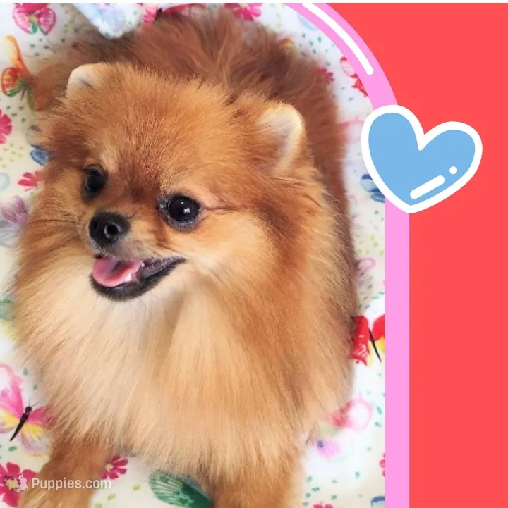 Adele- Videos  – Pomeranian puppy for sale in Lyford, TX
