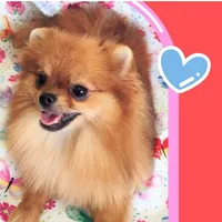 Adele- Videos , a female Pomeranian for sale in Lyford, TX – 1 of 10