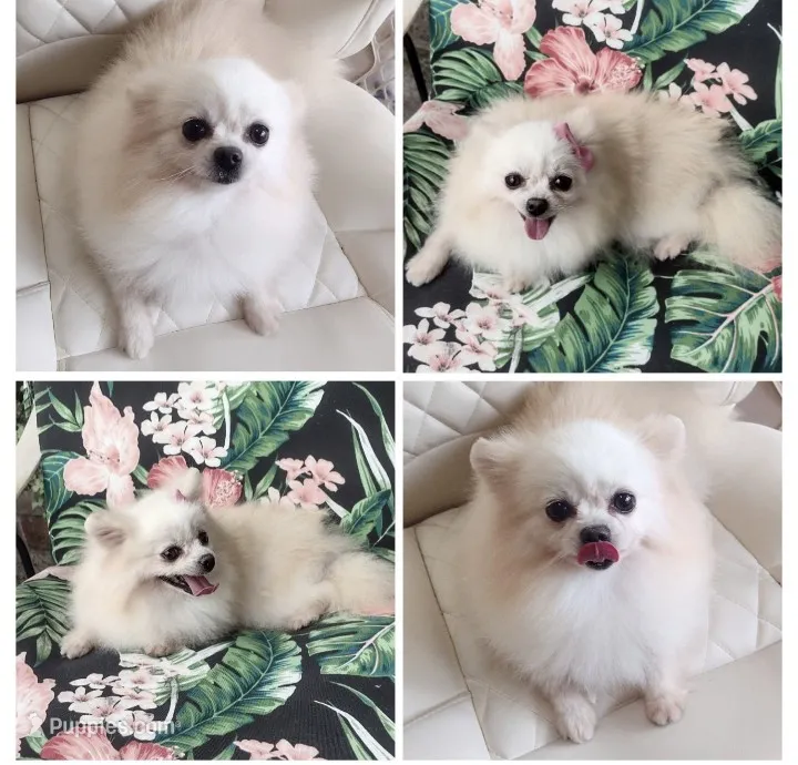Sasha Korean Import  – Pomeranian puppy for sale in Lyford, TX