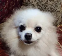 Sasha , a female Pomeranian for sale in Lyford, TX – 9 of 10
