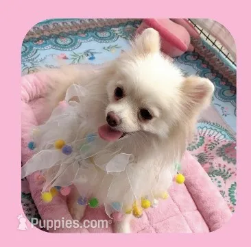  Joline -Videos – Pomeranian puppy for sale in Lyford, TX
