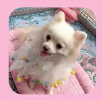  Joline -Videos, a female Pomeranian for sale in Lyford, TX – 1 of 9