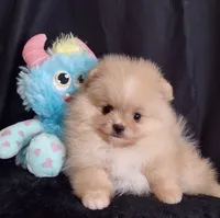 Stallone , a male Pomeranian for sale in Lyford, TX – 9 of 10