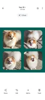 Petunia , a female Pomeranian for sale in Lyford, TX – 7 of 7