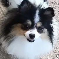 Tribecca, a female Pomeranian for sale in Lyford, TX – Photo 3 of 7