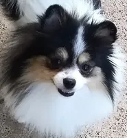 Tribecca, a female Pomeranian for sale in Lyford, TX – Photo 6 of 9