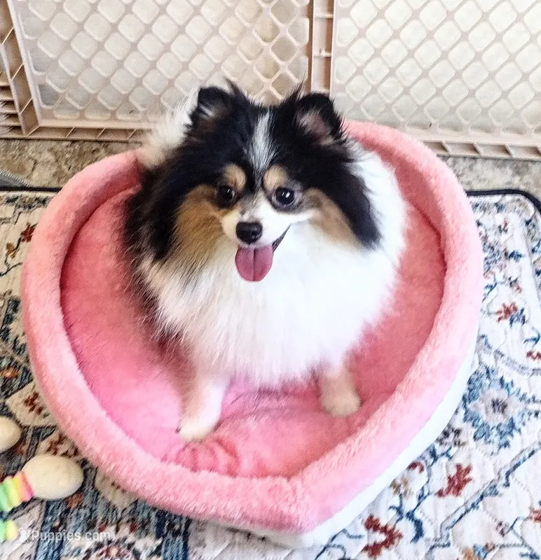 Tribecca – Pomeranian puppy for sale in Lyford, TX