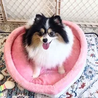 Tribecca, a female Pomeranian for sale in Lyford, TX – Photo 7 of 7