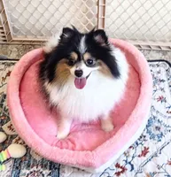 Tribecca, a female Pomeranian for sale in Lyford, TX – Photo 2 of 9