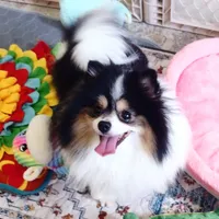 Tribecca, a female Pomeranian for sale in Lyford, TX – Photo 4 of 7