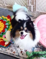 Tribecca, a female Pomeranian for sale in Lyford, TX – Photo 4 of 9