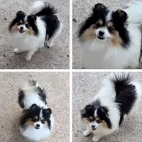 Tribecca, a female Pomeranian for sale in Lyford, TX – Photo 1 of 7