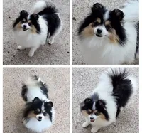 Tribecca, a female Pomeranian for sale in Lyford, TX – Photo 8 of 9