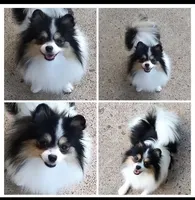 Tribecca, a female Pomeranian for sale in Lyford, TX – Photo 1 of 9