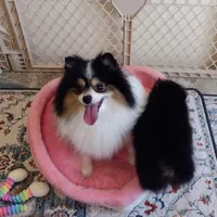 Tribecca, a female Pomeranian for sale in Lyford, TX – Photo 6 of 7