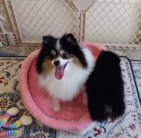 Tribecca, a female Pomeranian for sale in Lyford, TX – Photo 7 of 9