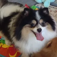 Tribecca, a female Pomeranian for sale in Lyford, TX – Photo 5 of 7