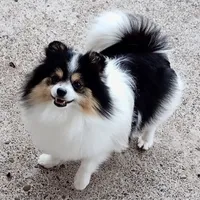 Tribecca, a female Pomeranian for sale in Lyford, TX – Photo 2 of 7