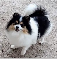 Tribecca, a female Pomeranian for sale in Lyford, TX – Photo 3 of 9