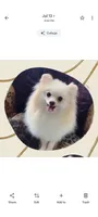 Joline , a male Pomeranian for sale in Lyford, TX – 7 of 7