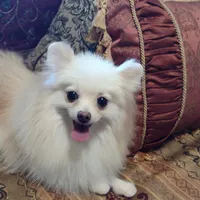 Joline , a male Pomeranian for sale in Lyford, TX – 6 of 7