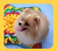 Stanley -Videos, a male Pomeranian for sale in Lyford, TX – 3 of 10