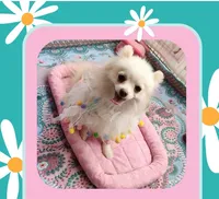  Joline -Videos, a female Pomeranian for sale in Lyford, TX – 3 of 9