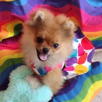 Adele the Diva, a female Pomeranian for sale in Lyford, TX – Photo 1 of 8