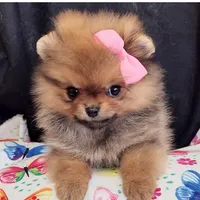 Reserved , a female Pomeranian for sale in Lyford, TX – Photo 2 of 10