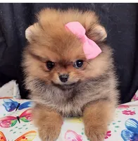 Deposit Received Adele , a female Pomeranian for sale in Lyford, TX – Photo 1 of 10