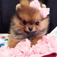 Reserved , a female Pomeranian for sale in Lyford, TX – Photo 5 of 10